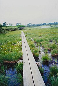 沼の原の木道