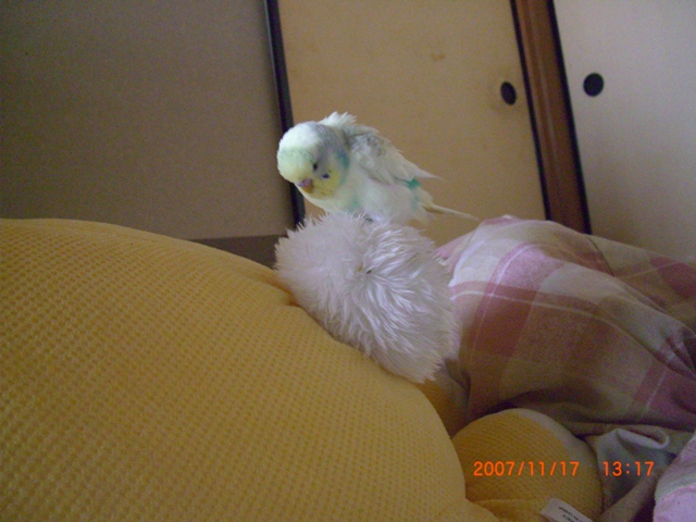 20071117 (3)