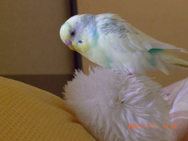 20071117 (4)