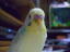 20070218 (7)