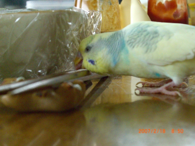 20070218 (11)