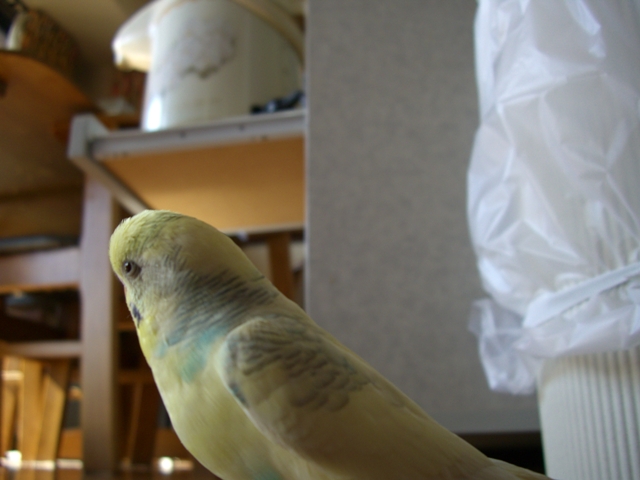 20070204 2 (11)