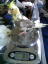 20090207�F�I�[�����̑̏d���� (1)