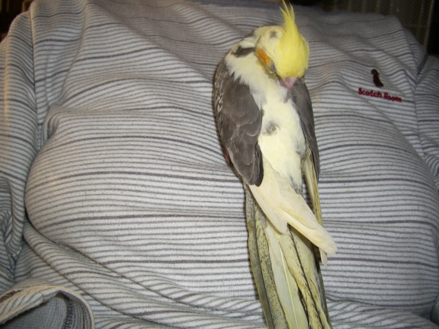 20090206�F�I�[����� (1)