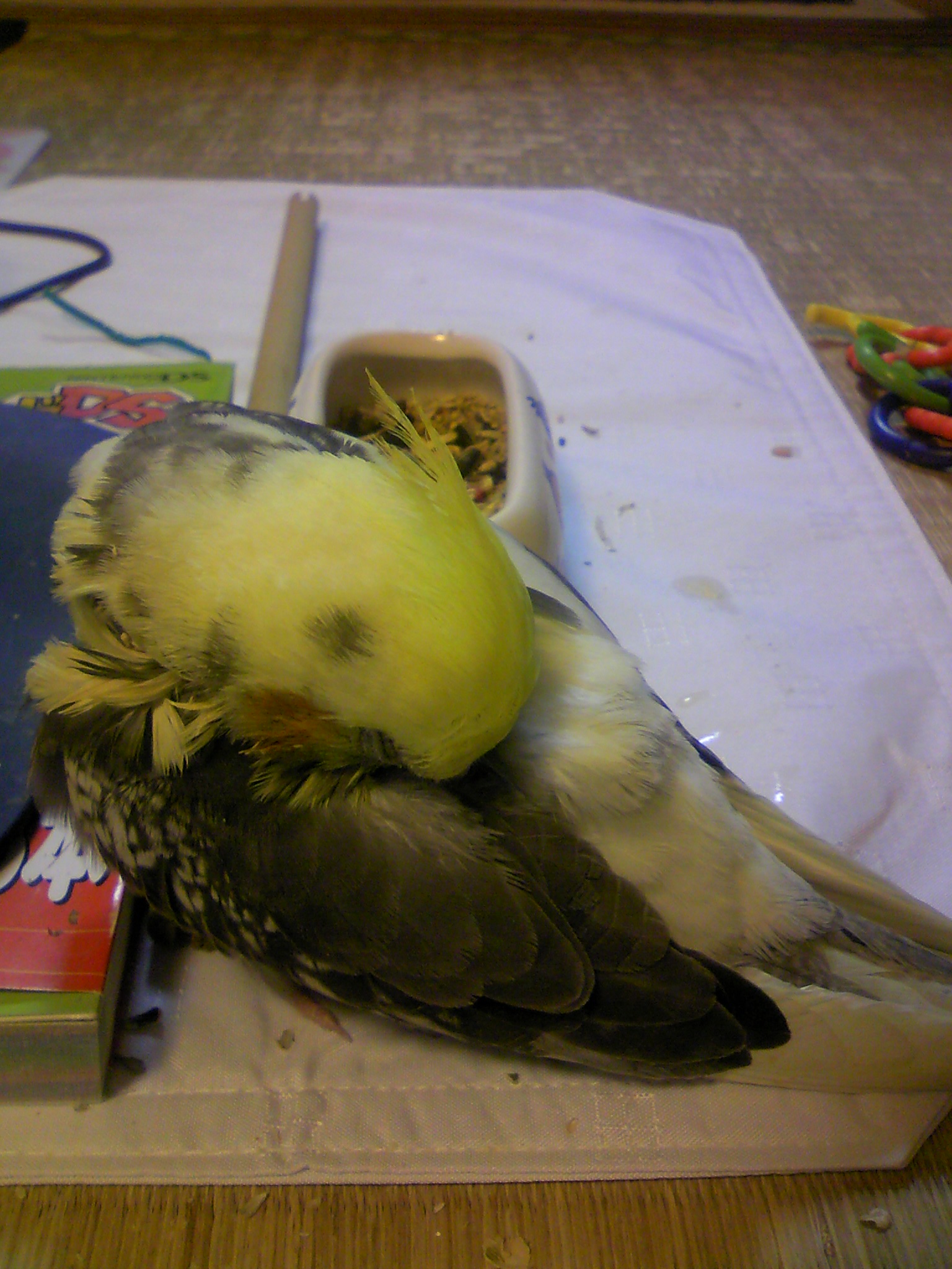20090201�F�I�[�����̃}�W�Q (2)