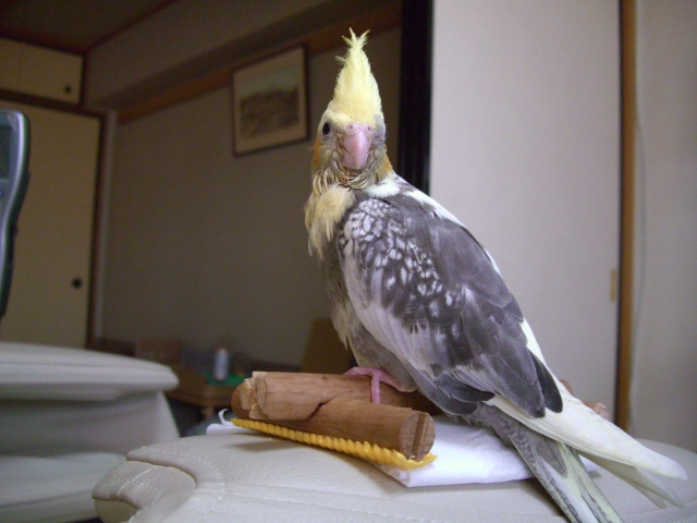 20090128�F�V�������� (1)