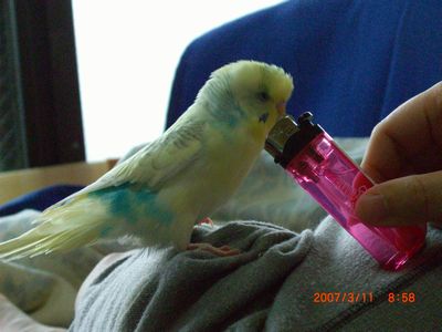�y�[���Y (16)