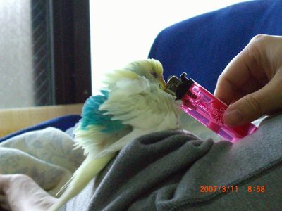 �y�[���Y (17)