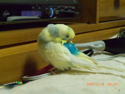 �y�[���Y (11)