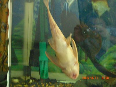 �v���R (5)