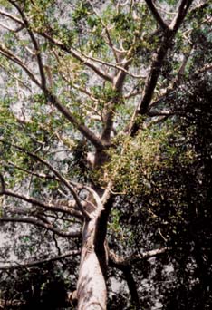 tree1.jpg (28509 oCg)